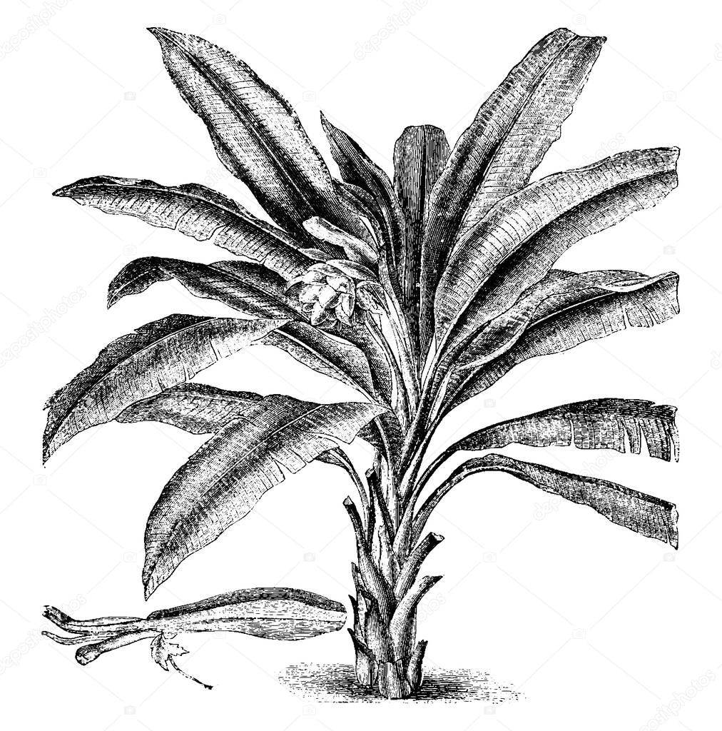 Tree with pseudo stem swollen at the base is a variety of banana tree, vintage line drawing or engraving illustration.