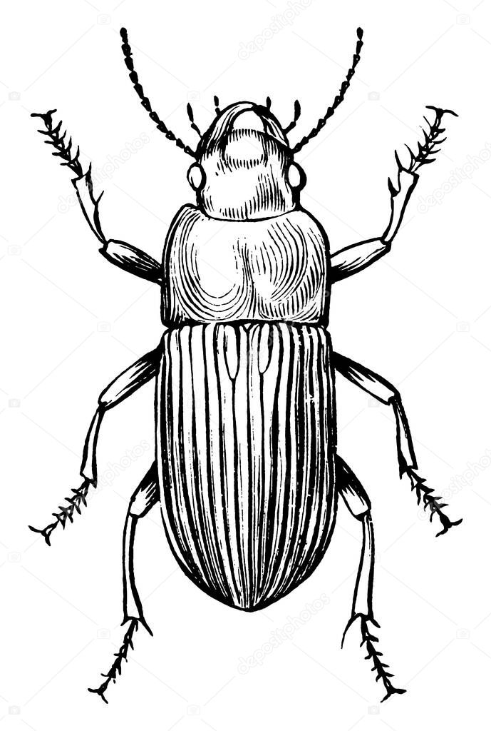 Ground beetle or Carabids, that are found mostly in North America and Europe. They are large and have ridged wing covers, vintage line drawing or engraving illustration.