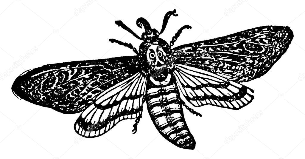 The European Acherontia Atropos, a hawk-moth with markings on the thorax resembling a skull or death's head, hence the name. It flies after sunset and attacks beehives, and scatters the bees, vintage line drawing or engraving illustration.