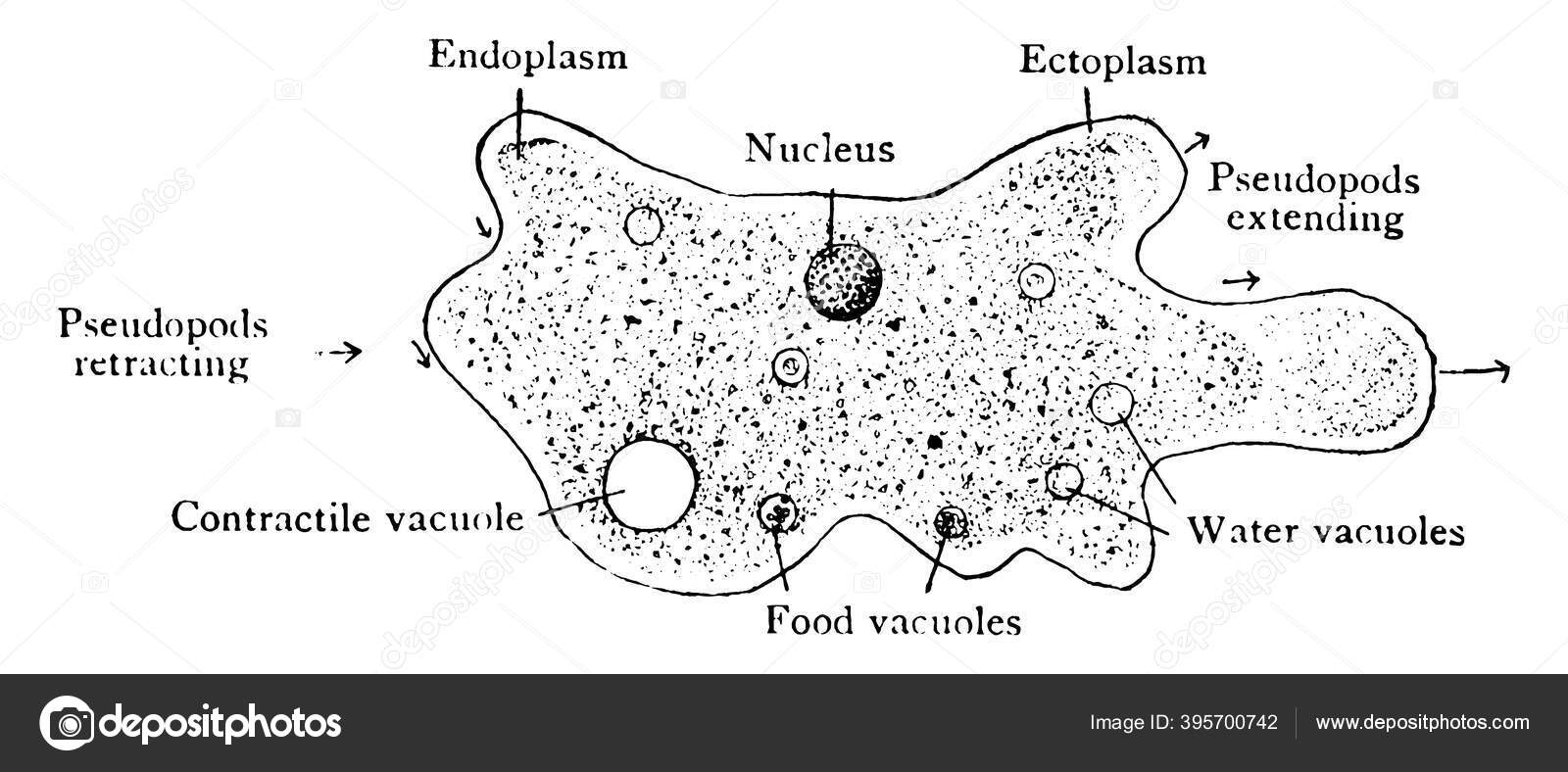 Amoeba Unicellular Eukaryotic Organism Ability Change Its Shape Moves