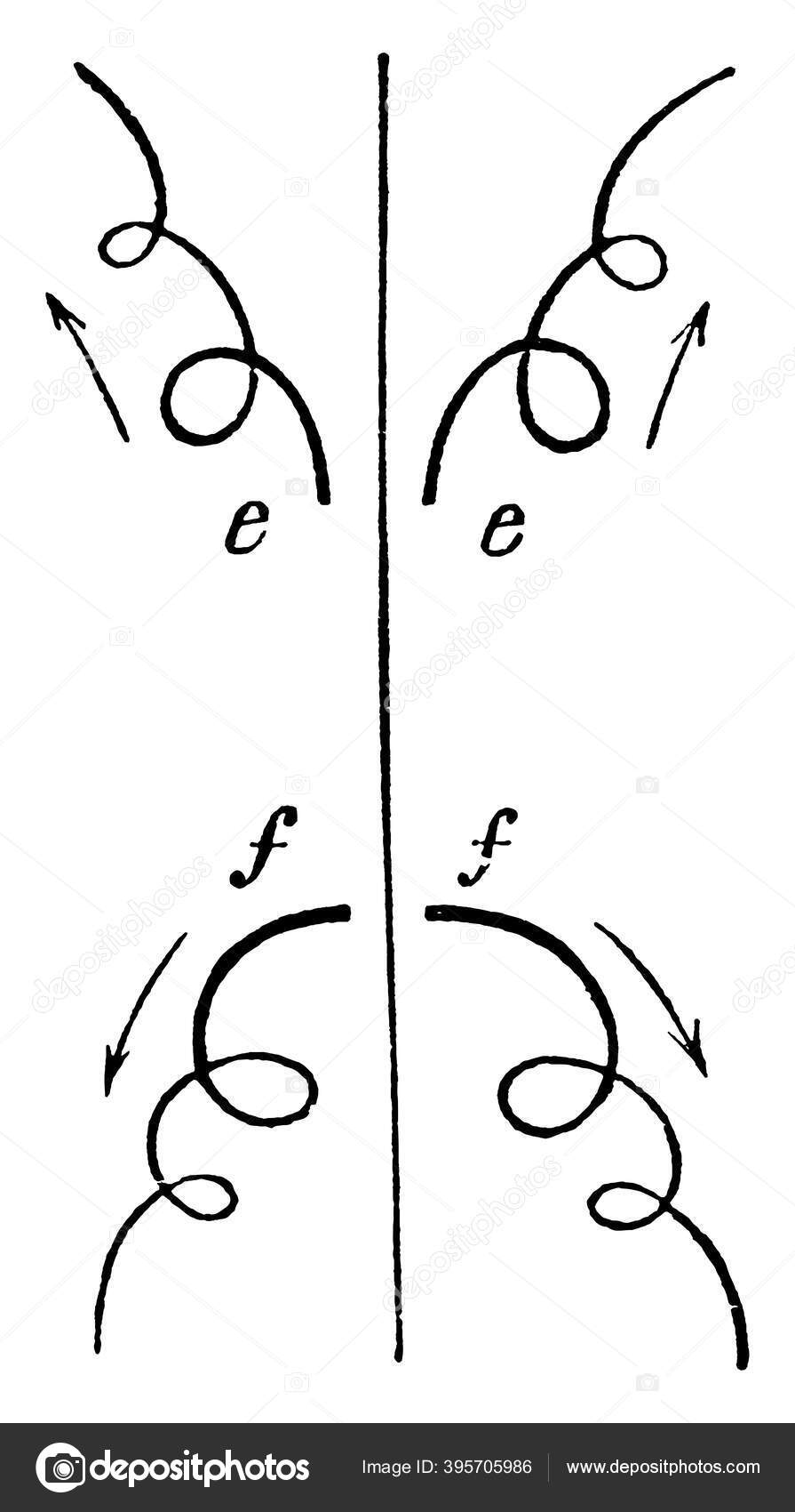 Diagram Showing Looping Motion Young Frog Swim Water Vintage Line Stock