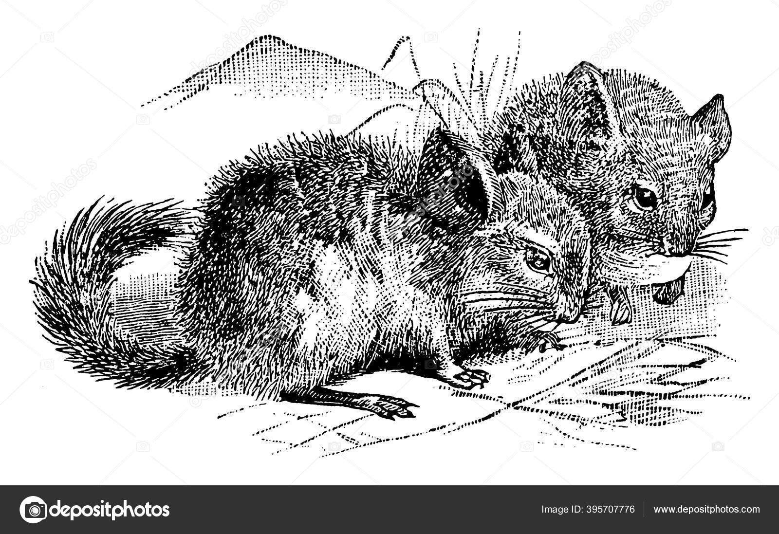 Small South American Rodent Quadruped Genus Chinchilla Lanigera Pika