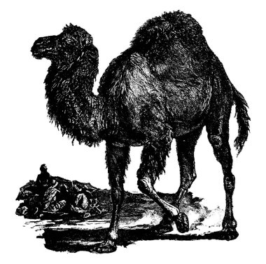 Dromedary devesi, tek hörgüçlü, tek hörgüçlü bir deve, klasik çizim ya da kabartma çizim.
