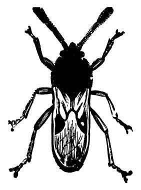  Chinch-bug, Blissus lökopterus türünün resmi; uzun kanatlı form., klasik çizgi çizimi veya gravür çizimi.