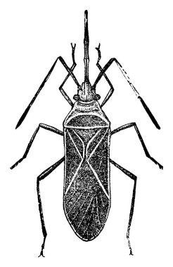 Yetişkin Dysdercus suturellus 'un resmi, klasik çizgi çizimi veya gravür çizimi.