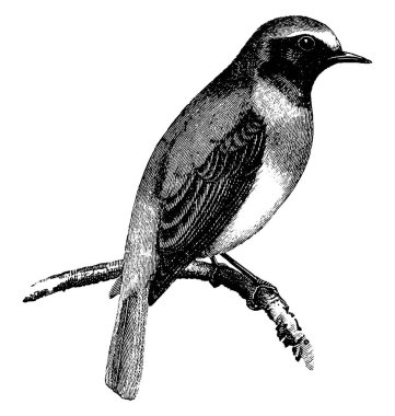 Redstart, Eski Dünya sinekkapangiller (Muscicapidae) familyasından küçük bir kuş türü.. 