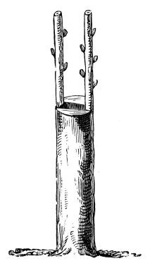 Grafting, iki farklı bitkinin iki ucunu birleştirerek her iki bitkinin de tek bir bitkinin kökü, vintage çizim ya da gravür ile birlikte büyümesini sağlayan süreçtir..