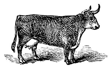 Orta büyüklükteki boynuzları olan, et ve süt üretmek için tutulan, klasik çizim ya da gravür resimlerine sahip yerli inekler.. 