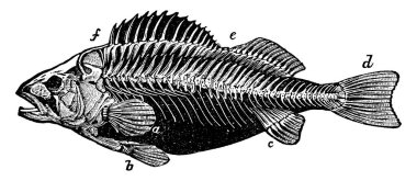 Omurga ve küçük kemikleri gösteren iskelet iskeleti, klasik çizim ya da gravür çizimi.