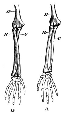 Koldaki insan kemiklerinin tipik bir temsili. Etiketler: A, üst üste kol; B, kol telafisi. H, humerus; R, yarıçap ve U, dirsek kemiği, vintage çizgi çizimi veya gravür çizimi.