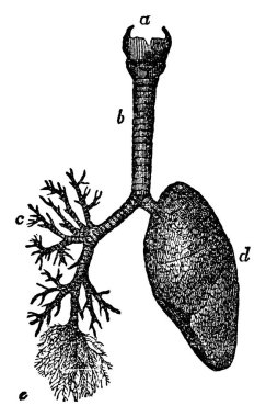 Önce soluk borusundan başlayıp sonra ciğerlerin iç yapısını tamamlayan insan akciğeri resmi, klasik çizim ya da gravür..