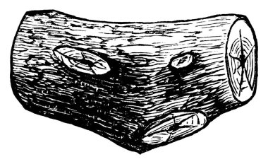 Herhangi bir malzemeden yapılmış bitki sepeti kütük, klasik çizim ya da gravür gibi boyanmış..