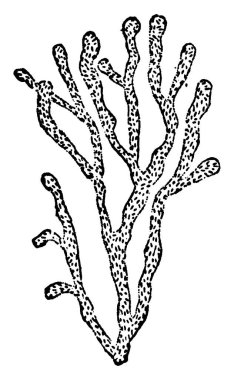 Myconostoc kolonilerinin çeşitli matris, klasik çizgi çizimi veya gravür çizimi ile kaplanmış tipik bir temsili.