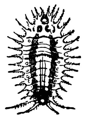 Yetişkin bir böceğin resmi, klasik çizgi çizimi veya gravür çizimi.