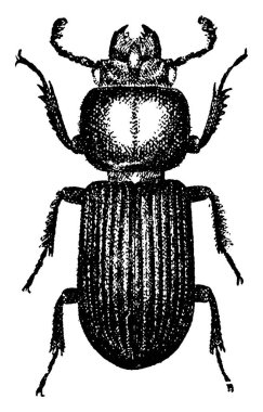 Bess böcekleri gelişmiş böcekler, klasik çizimler ya da kabartma resimleridir..