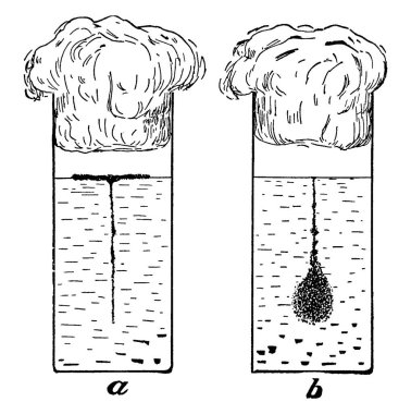 İki bakteri görüntüsü, birinin büyümesi için havaya ihtiyacı vardır, diğerinin ise havaya, klasik çizime ya da kabartmaya ihtiyacı yoktur..