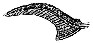 Heteroseksüel kuyruklu Balık Kuyruğu (Sturgeon), klasik çizgi çizimi veya kabartma çizimi.