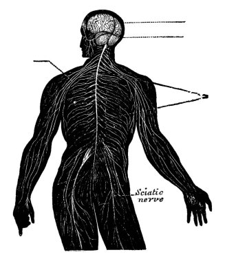 İnsan Sinir Sistemi ağı, omurilik beyinle bağlantılıdır ve omuriliğin dalları tüm vücuda yayılmıştır, klasik çizgi çizimi veya oyma çizimi.