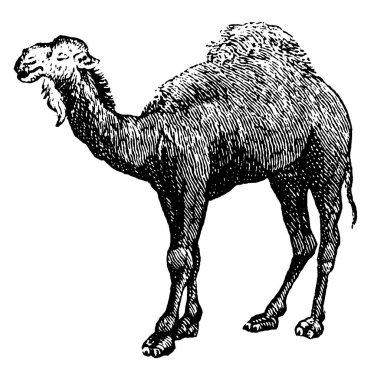 Deve, çöllerde, klasik çizimlerde ya da gravürde bulunan büyük bir hayvandır..