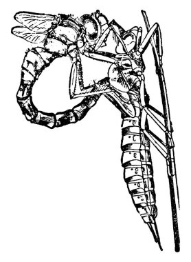 A typical representation of the anterior portion of the body of Aeschua cyanea freed from the puparium, with the tail being extricated, vintage line drawing or engraving illustration. clipart