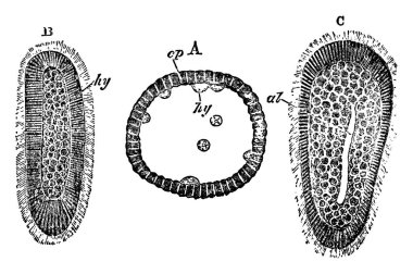 Avrupa 'nın Diblastula' sı, Kaliptoblastik Hidromedusae 'lerden biri, laminasyonla oluşmuştur. Üst üste üç aşama, A, B ve C, parçalar, ep, hy ve al olarak etiketlenmiş, temsil eden, ektoderm, endoderm ve enterik boşluk, sırasıyla, vintage