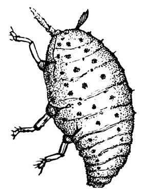 Üzüm safrası bitini gösteren figür, sadece üzüm bağlarına saldıran ve onları yavaş yavaş öldüren bir böcek türüdür. Ancak köklerine, klasik çizimlerine ya da oyma resimlerine saldırarak onları öldürdüğü kesindir..