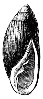 Kulak kabuğu ya da deniz kulağı ya da deniz kulağı, Auricula jud türünün tek parçalı kabuğu ve düz kaslı ayağı ve saplantılı gözleri olan yumuşakçalardan oluşan türüdür. Bu kabuk büyük bir tek kapakçık ve kulak şekilli, vintage çizgi çizimi veya oymacılığı 