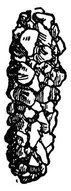 Bu resim, Trichoptera larvası, klasik çizgi çizimi veya gravür çizimi tarafından yapılan kadranları gösteriyor..