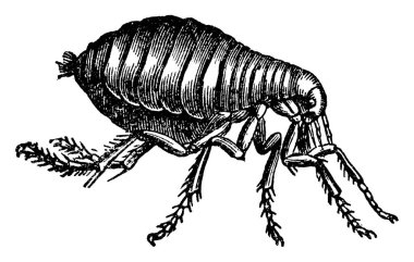 A common flea starts to find blood, once it reaches the adulthood, adult fleas must feed on blood in order to reproduce, vintage line drawing or engraving illustration. clipart