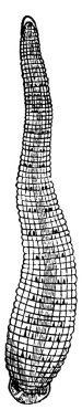 Leeches are segmented parasitic or predatory worms that belong to the phylum Annelida and comprise the subclass Hirudinea, vintage line drawing or engraving illustration. clipart