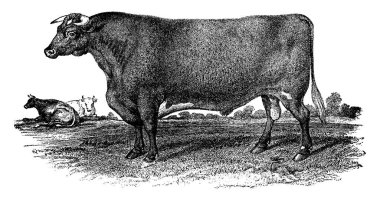 Sahada otlayan birkaç kısa mesafe boğası. Bu tür hadım edilmemiş erkek sığırlar sığır eti, klasik çizim ya da gravür için yetiştirilir..