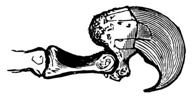 Kedi Pençesi 'nin bir resmi, kedi kıllarını gösteriyor, bir tırnak burada gösteriliyor, tırnak kıvrımlı ve keskin, klasik çizim veya oyma, klasik çizim.