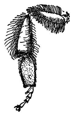 Apis 'in arka bacağının tipik bir temsili. Bileşik kıllar, klasik çizimler veya kabartma resimlerle kaplı..