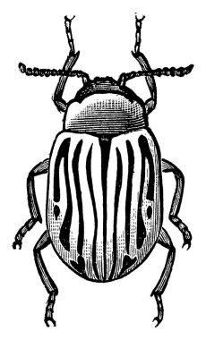 Chrysomelidae familyasının böcekleri, kubbe şeklindeki gövdesi ile küçük orta boyuta ve oval sırt görünümüne sahiptir ve genellikle metalik bir ışıltıya, çeşitli renklere, klasik çizimlere veya resimlere sahiptirler. 