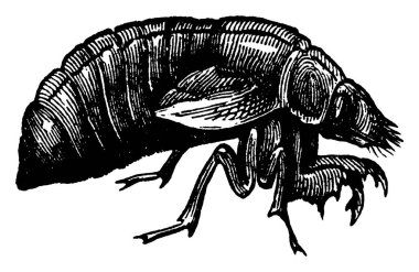 Periyodik ağustos böceğinin pupa resmi, klasik çizgi çizimi veya gravür çizimi.