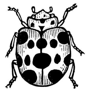 Epilachna borealis, Coccinellidae familyasından bir böcek türü..