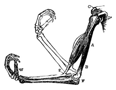 Kas kasları ve kol kemikleri, normal şartlar altında, kas kasılmaları, klasik çizimler veya oyma çizimleri sırasında dirsek eklemlerinin nasıl esnediğini göstermek için..