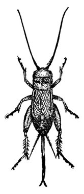 Gryllus türünün kriket sahası görüntüsü, klasik çizgi çizimi veya gravür çizimi.