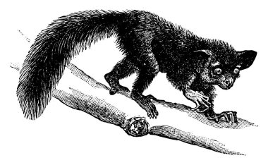 Madagaskar 'a özgü bir lemurun. Ağaçlardan larvaları çıkarmak için kullanılan uzun bir orta parmağı var. Klasik çizimler ya da oyma çizimler..