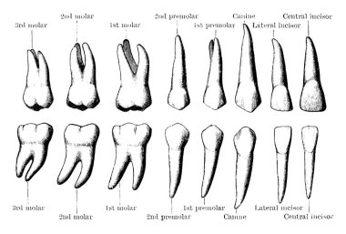 Sağ tarafın kalıcı dişleri, dış ya da dudak bakımı. Üst ve alt satırlar, üst ve alt dişleri gösteriyor, sırasıyla, klasik çizgi çizimi veya kabartma çizimi.