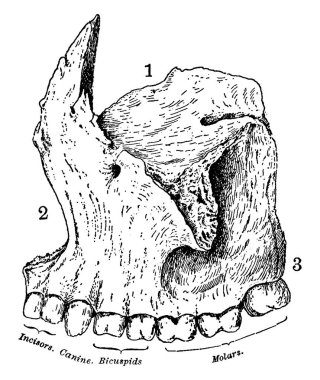 Üst çene kemiği ve karşı taraftaki arkadaşı üst çene, parçalarının etiketli, klasik çizgi çizim veya oyma resimleme ile tüm üst çene oluşturur.
