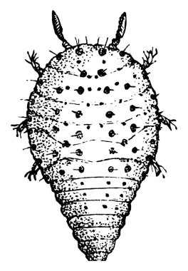 Üzüm safrası bitini gösteren figür, sadece üzüm bağlarına saldıran ve onları yavaş yavaş öldüren bir böcek türüdür. Ancak köklerine, klasik çizimlerine ya da oyma resimlerine saldırarak onları öldürdüğü kesindir..