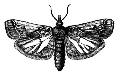Kelebeğin temsili, Melitara proinyalalis türünün, koyu benekli işaretlerle kaplanmış kanatları, klasik çizgi çizimi veya kabartma çizimi..
