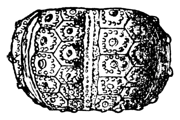 Une Représentation Typique Cidaris Florigemma Avec Colonne Vertébrale Une Une — Image vectorielle