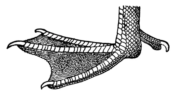 Der Fuß Einer Ente Zehen Durch Netze Verbunden Und Hat — Stockvektor