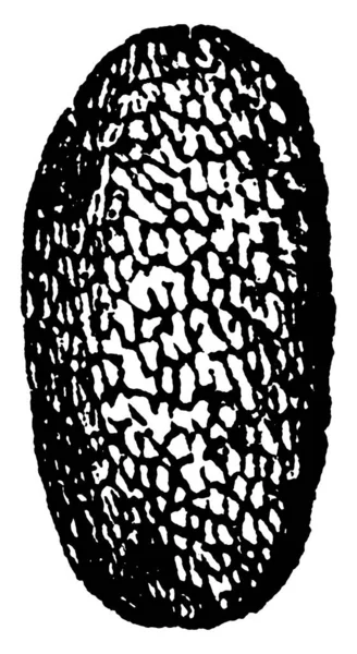 Τριφύλλι Φύλλο Σκαθάρι Ωοειδές Αυγό Σχήμα Vintage Γραμμή Σχέδιο Χάραξη — Διανυσματικό Αρχείο