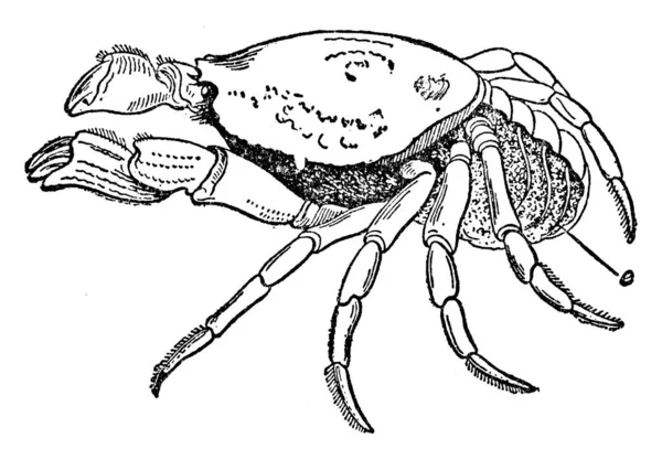 螃蟹一种蟹 其腹部以下有大量的蛋 有古老的线条或雕刻插图 — 图库矢量图片