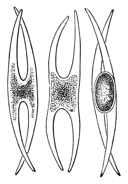 Étapes Conjugaison Des Algues Desmid Dessin Ligne Vintage Illustration Gravure — Image vectorielle