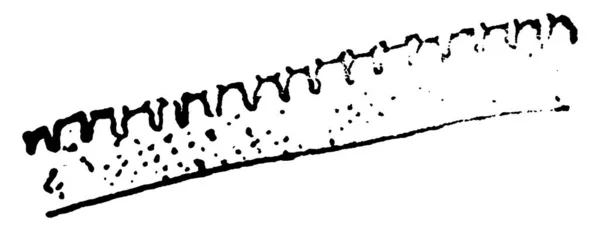 Obrázek Zachycující Okraj Křídla Aleyrodes Citri Kresba Vinobraní Linie Nebo — Stockový vektor