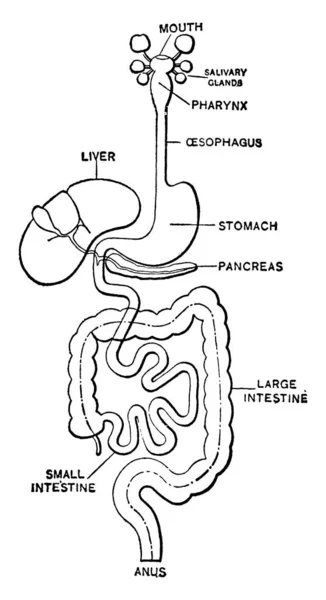 Digestive System Human Mouth Anus Consist Digestive Organs Its Function — Stock Vector